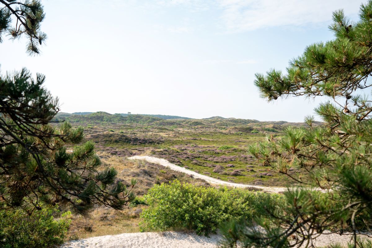 Wandelpaden in de duinen van Schoorl